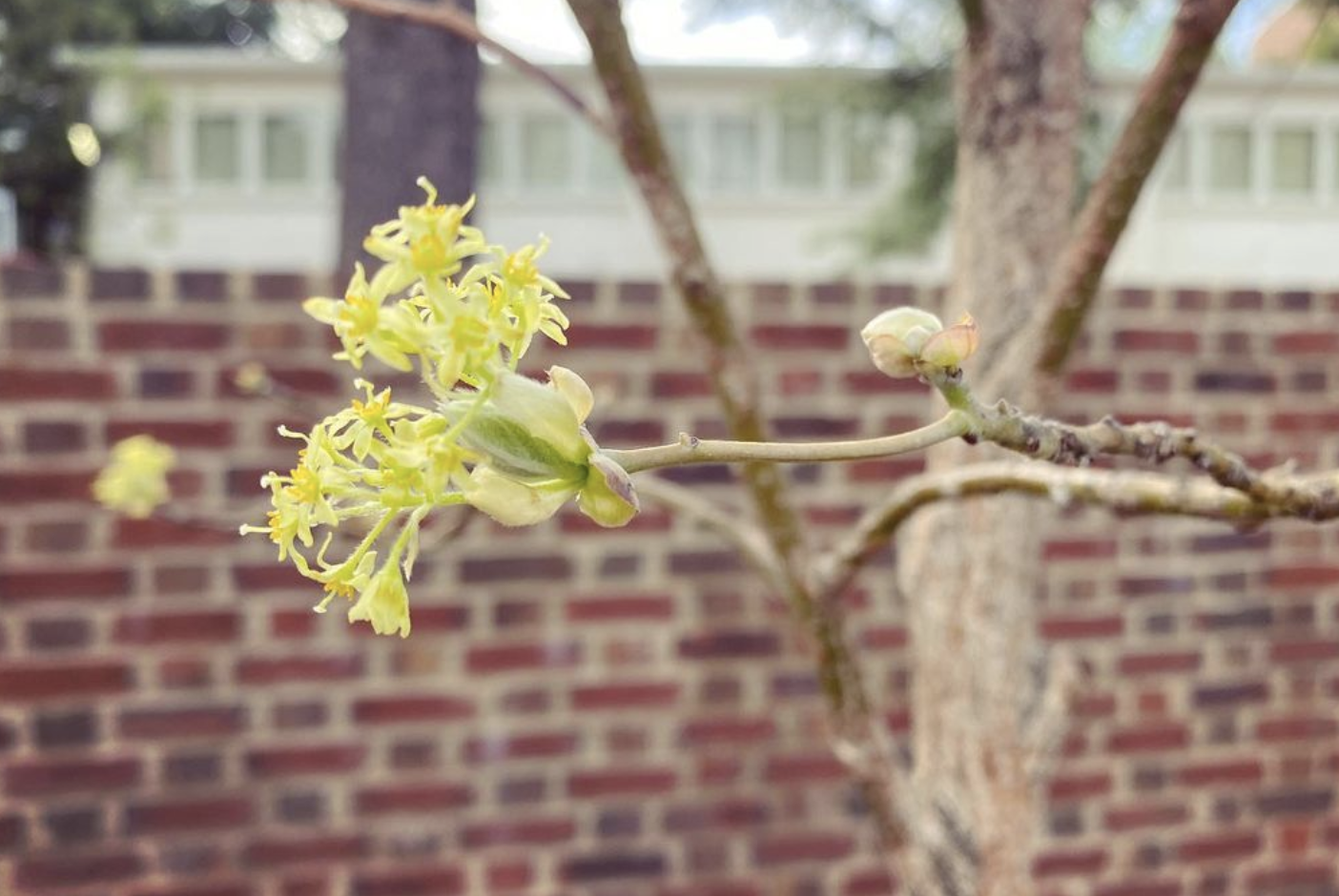 Sassafras (sassafras albidum)