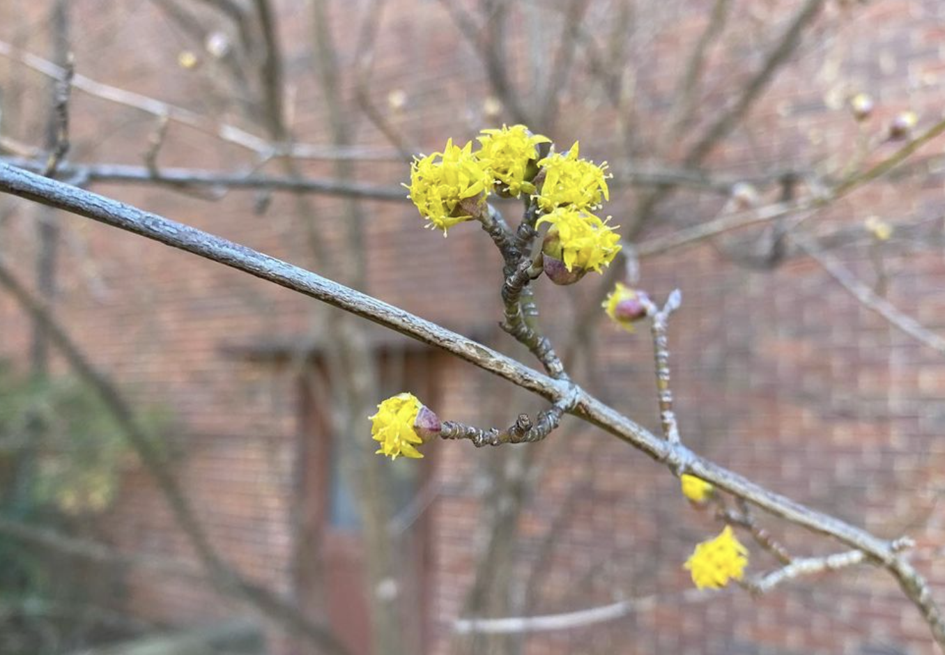 Cornelian Cherry Tree (cornus mas)