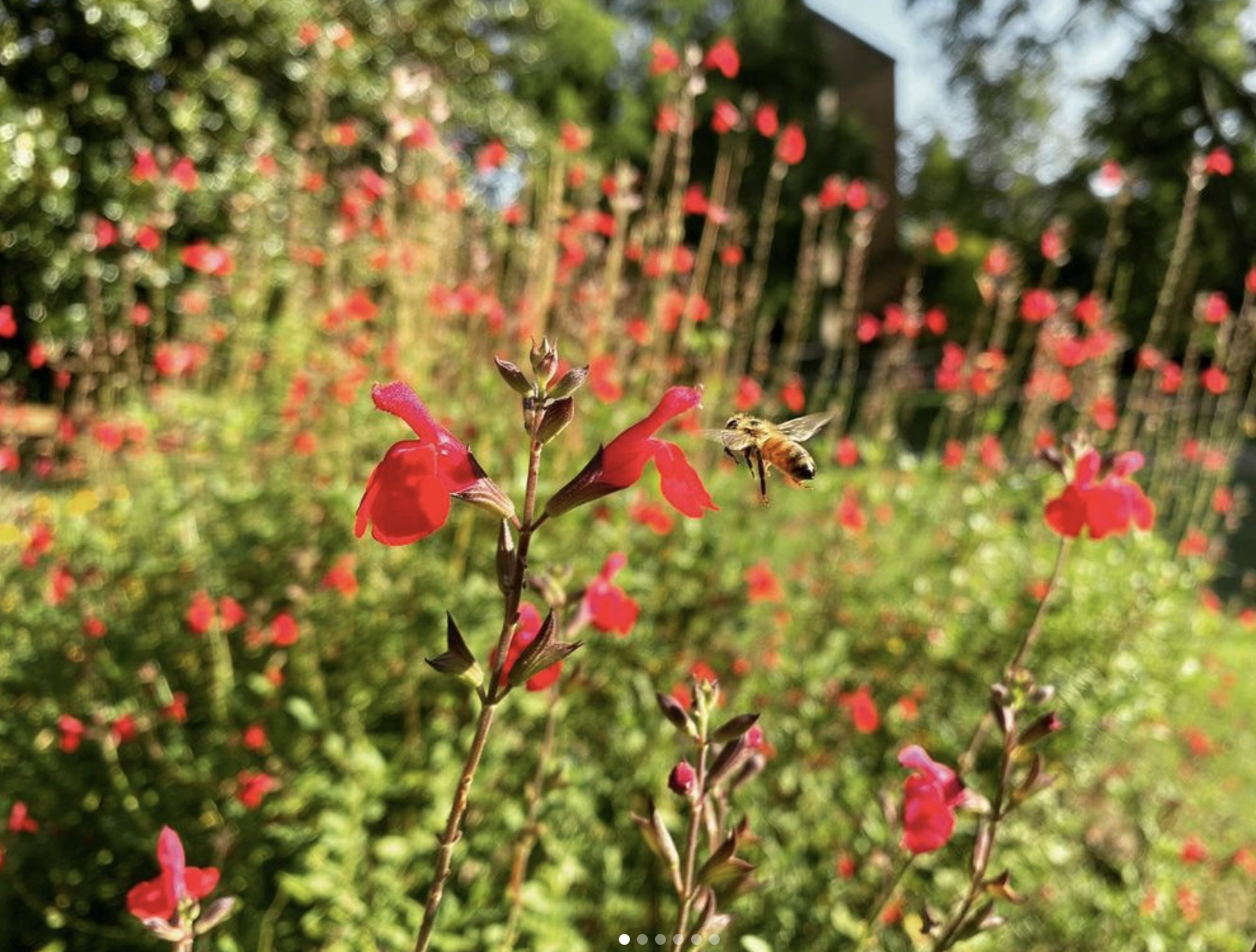 Red Sage (salvia miltiorrhiza)