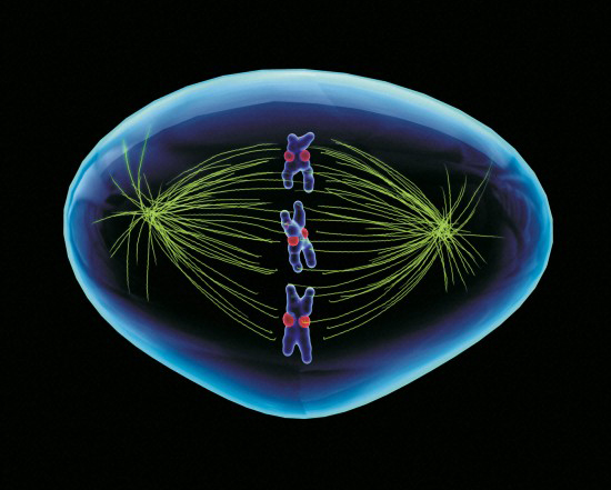 Vanderbilt University