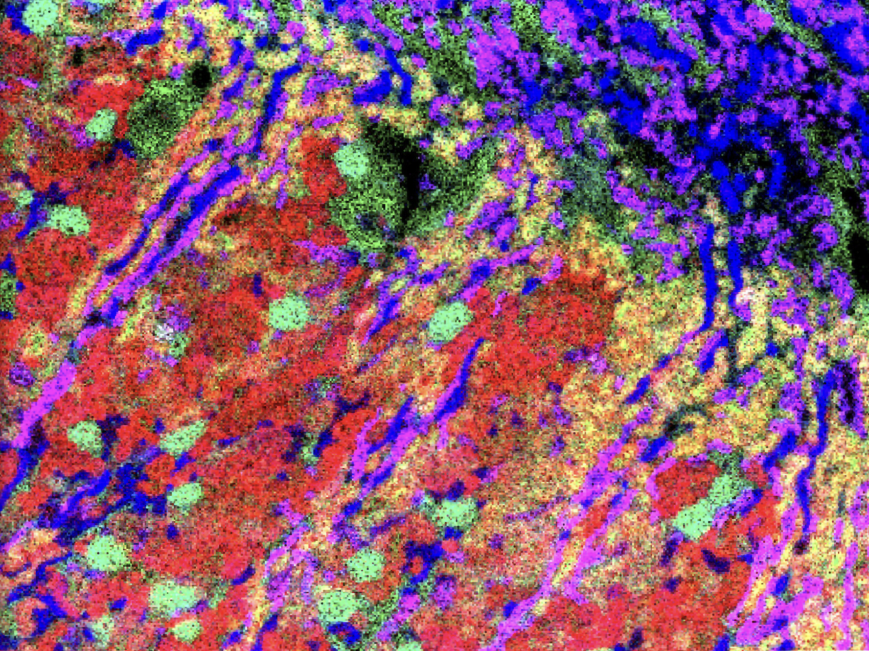 Whole slide microscopy image.