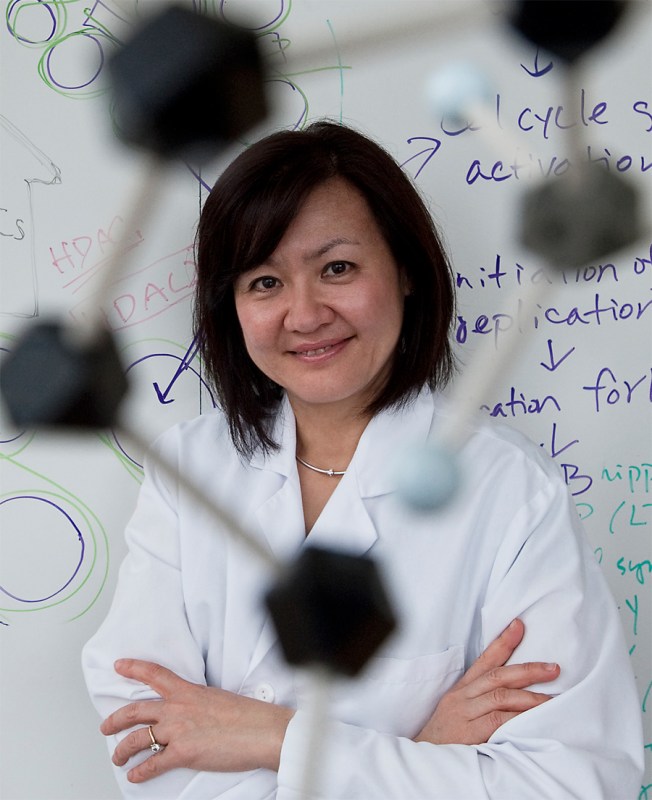 Li-Huei Tsai, Ph.D., DVM