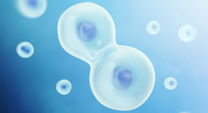 Vanderbilt University