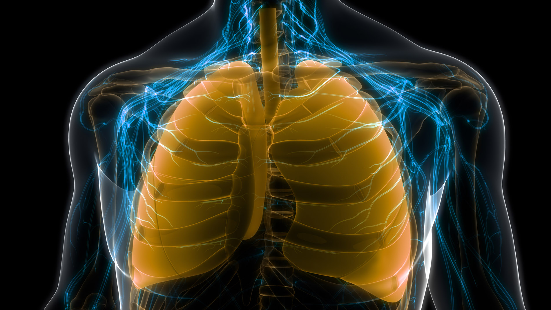 A translucent 3D rendering of a person's torso, which shows the bones, something that looks like veins, and the lungs. The lungs are the primary focus of the image and are yellow.