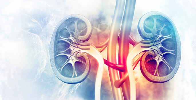 Human kidney cross section on scientific background. 3d illustration