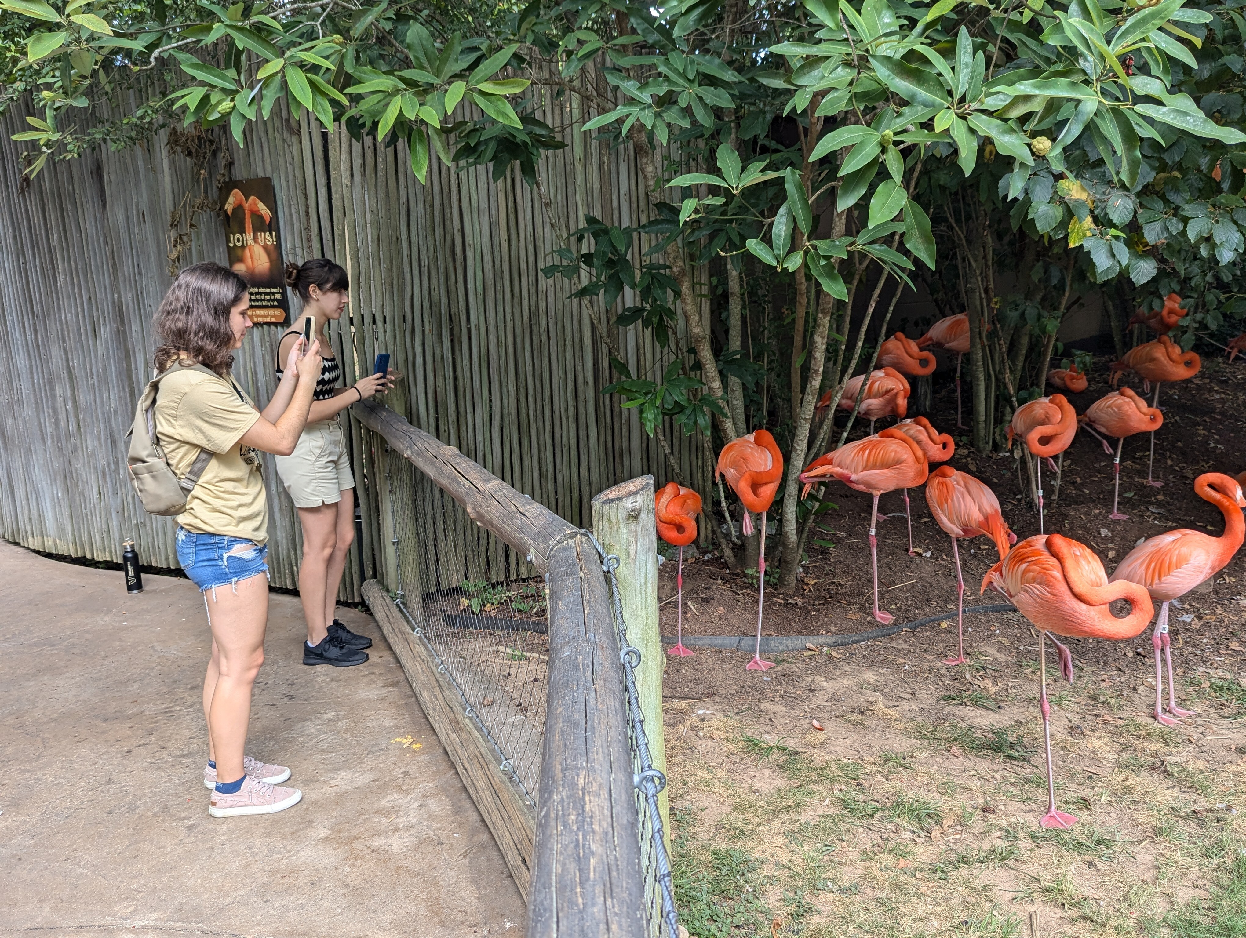 Two 2024 FCAI Autism Summer Interns take pictures of the flamingos at Nashville Zoo during their summer internships in Nashville. Two 2024 FCAI Autism Summer Interns take pictures of the flamingos at Nashville Zoo during their summer internships in Nashville.