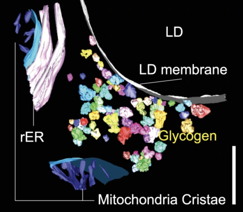 Three-dimensional electron tomography reconstruction of a mouse hepatocyte showing spatial relationships between organelles. A large spherical lipid droplet (yellow) is partially covered by clusters of small glycogen particles (purple) along its surface. Surrounding the lipid droplet are thin endoplasmic reticulum (ER) membranes (blue) and elongated mitochondria (red), illustrating close physical interactions among these structures. The image highlights a coordinated organelle network involved in energy storage and metabolism.