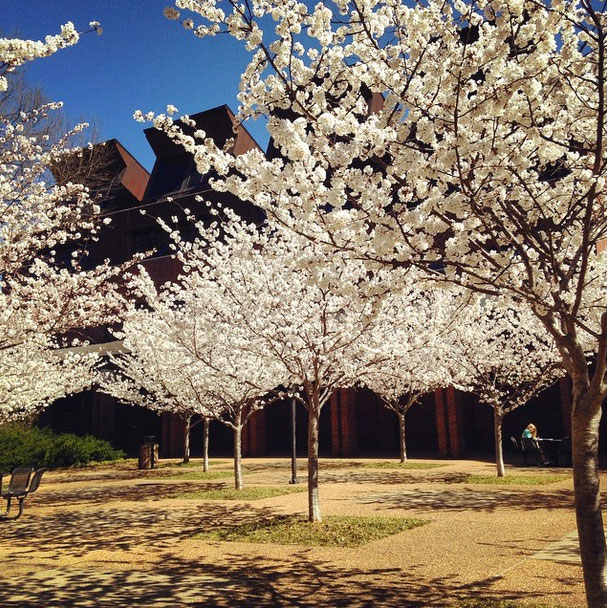Vanderbilt University