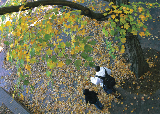 Branch_trees_sustainability