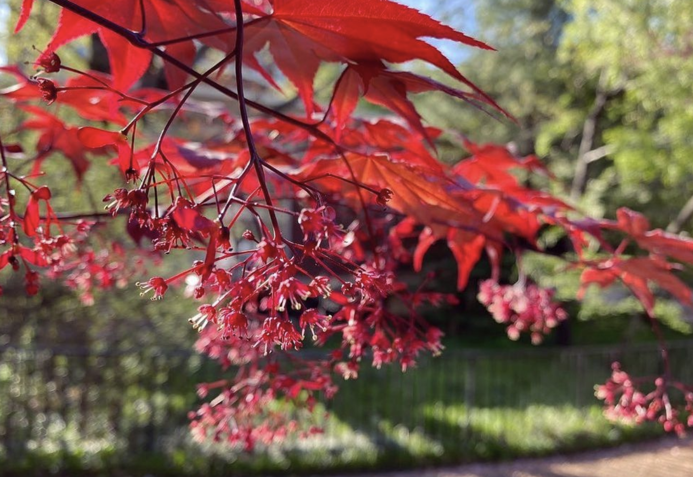 Japanese Maple (acer palmatum)
