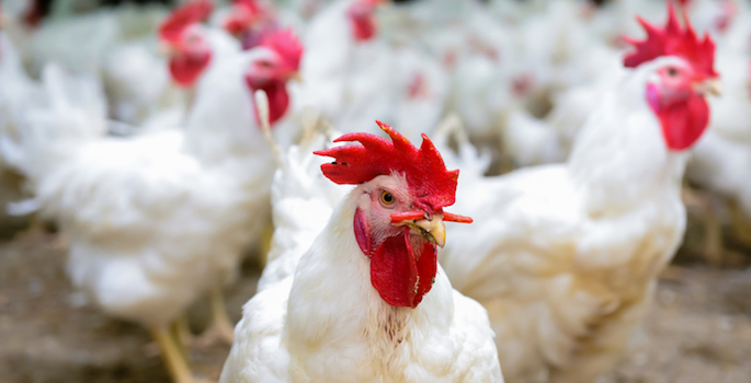 Modern chicken farm, production of white meat