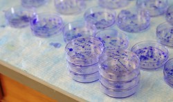 Biochem_Petri_dish_research