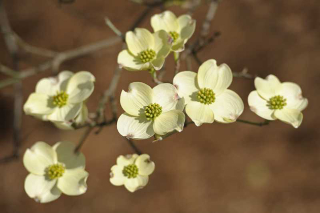 Vanderbilt University
