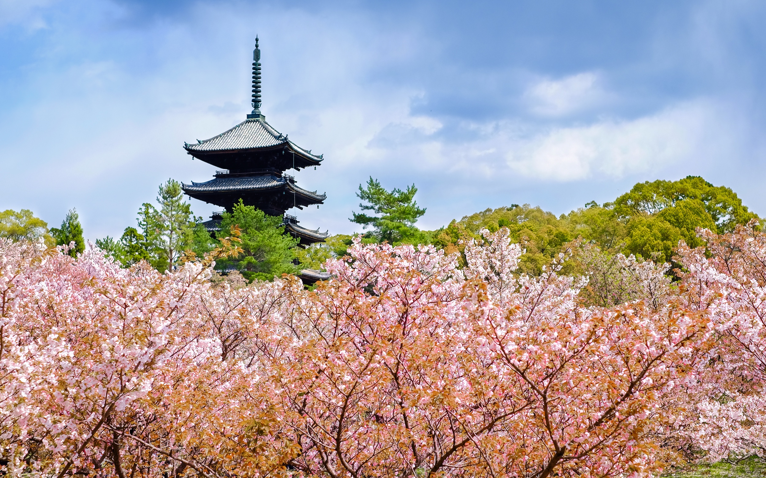 A black temple surrounded by pink blooming florals under a blue sky in Kyoto, Japan.