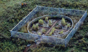 Mel Chin’s Revival Field—a collection of plants that draw high levels of heavy metals from the earth—is installed in a toxic landfill in Minnesota. (Courtsey of Mel Chin.org.)