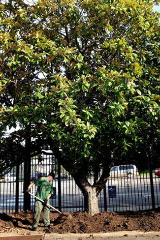 Plant Operations staff spread compost, made from fallen leaves on campus, beneath the historic magnolia trees along West End Avenue. (Susan Urmy/Vanderbilt)