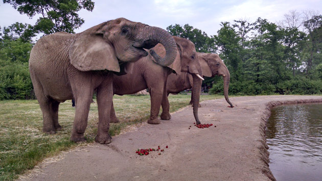 African elephants at the Nashville Zoo enjoy strawberries left over from Commencement.