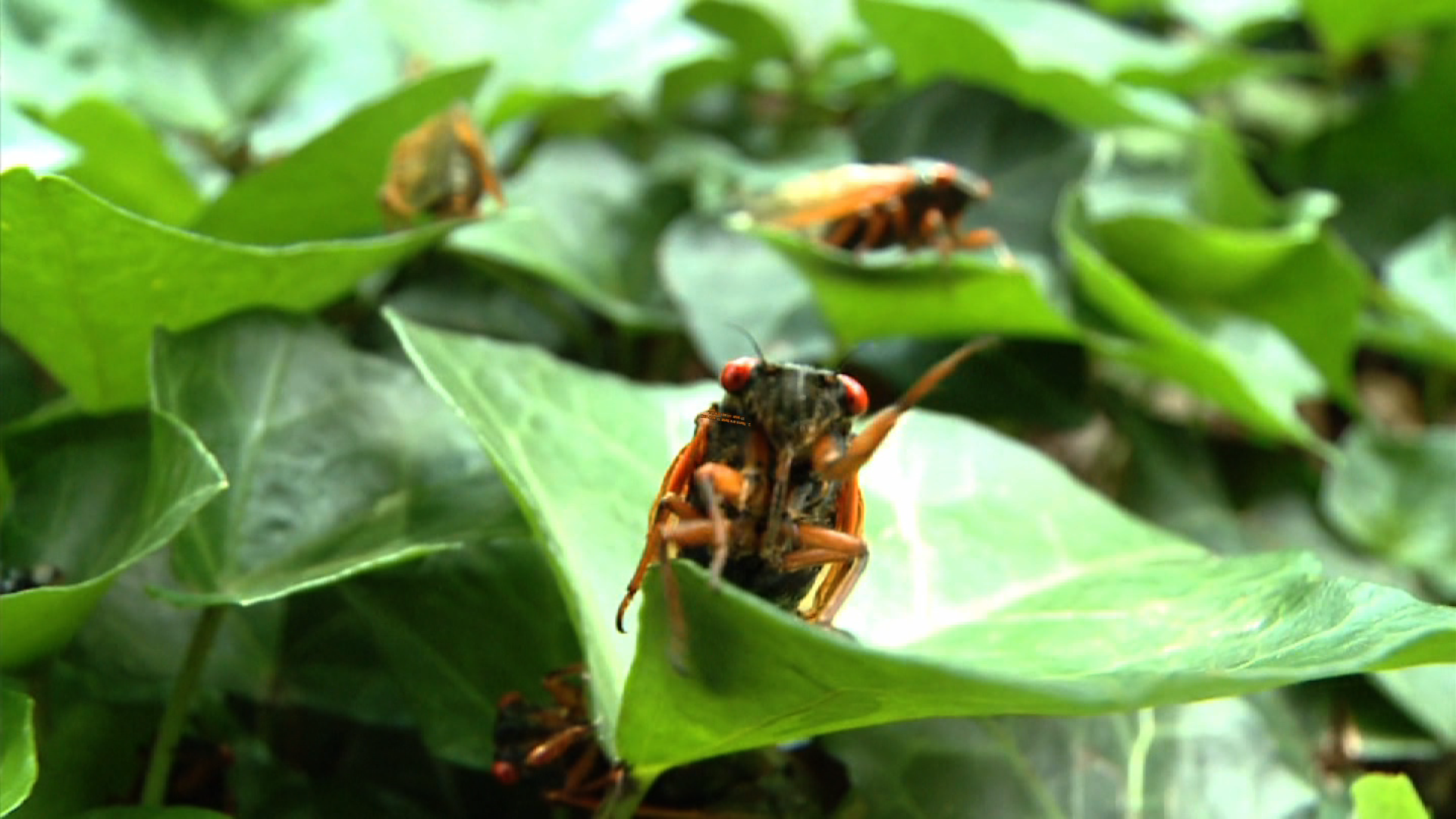Vanderbilt University