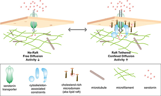 Serotonin_transporter_illus_2 Illustration of two populations of serotonin transporters: Those tethered to rafts and those that move freely around the membrane. (Jerry Chang / Vanderbilt)
