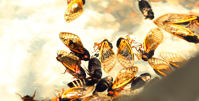 Vanderbilt University