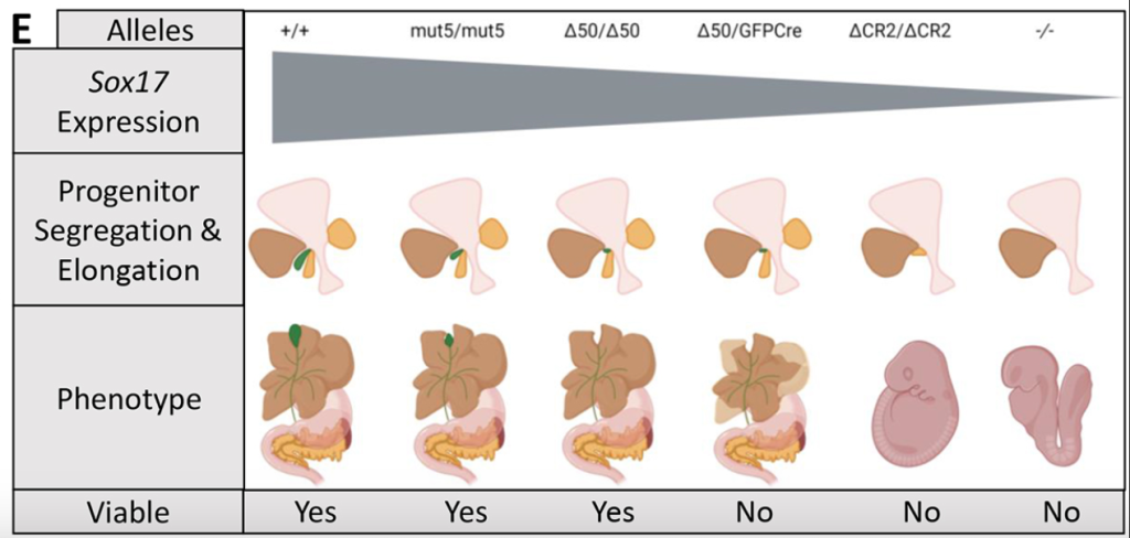 Graphic showing the size of the gallbladder in mice with six different genetic profiles. The graphic indicates that the levels of Sox17 expressed in each mouse variably affect formation of the gallbladder and bile duct system. Mice with the lowest levels of Sox17 are not viable.