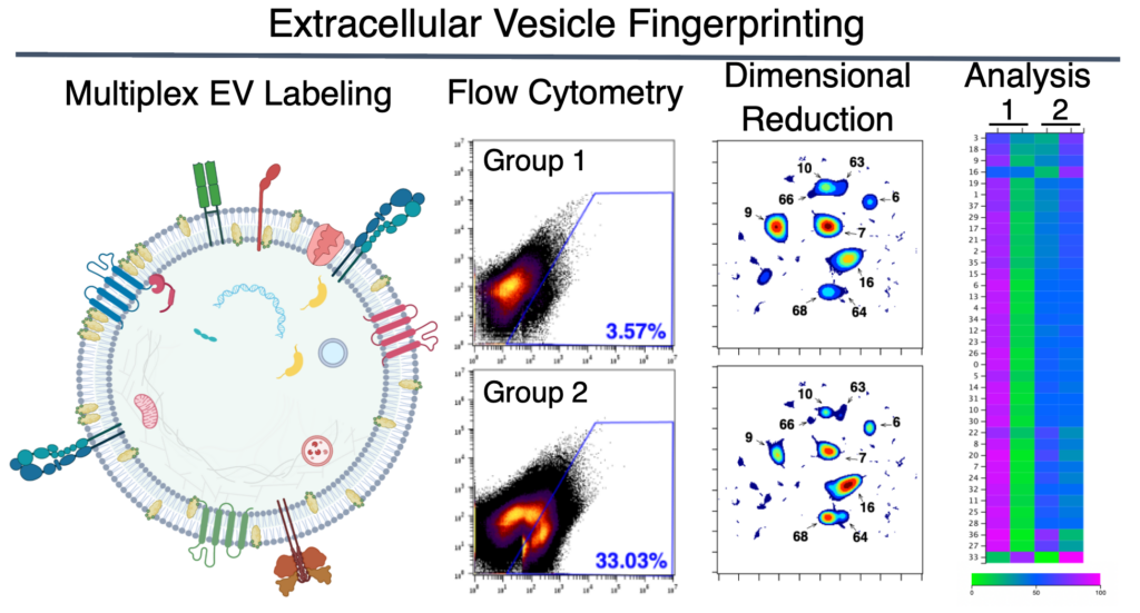 Graphical abstract for the paper describing EV Fingerprinting, titled “Extracellular Vesicle Fingerprinting.” The graphic shows a cell on the left side with a lipid bilayer and numerous cell surface receptors and markers, titled “Multiplex EV Labeling.” Next is two stacked plots labeled “Flow Cytometry,” then two stacked plots labeled “Dimensional Reduction,” and finally, one long heat map named “Analysis.”