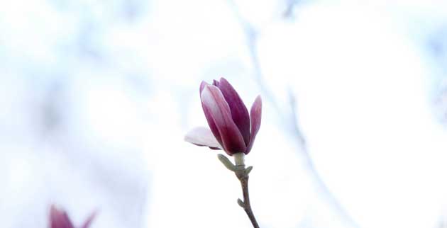 Vanderbilt University