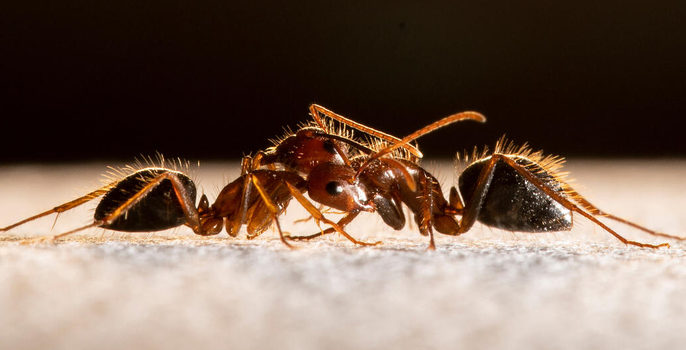 Vanderbilt University