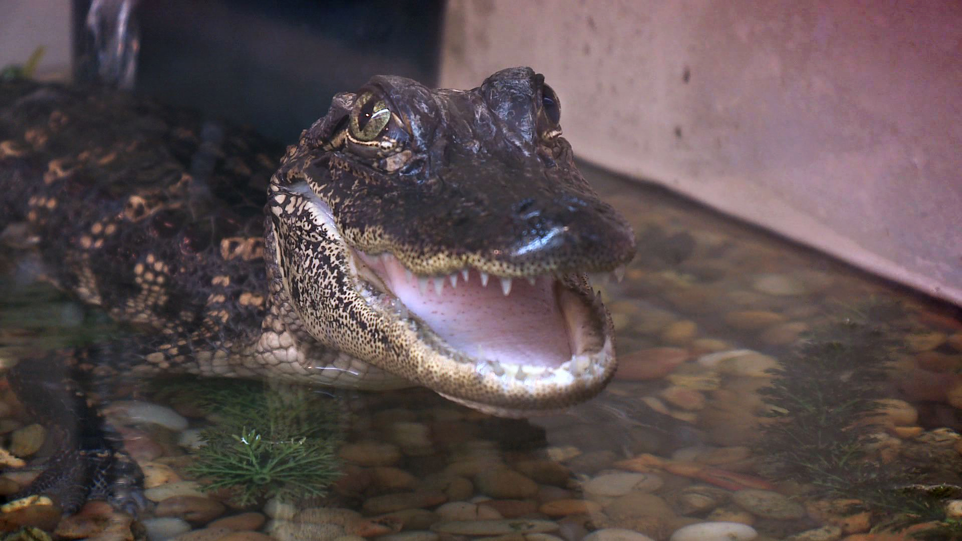 Vanderbilt University