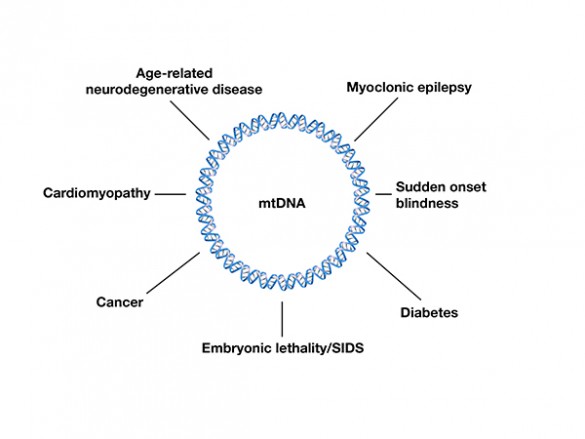 Diseases linked to mutations in mitochondrial DNA. (Patel Lab / Vanderbilt)