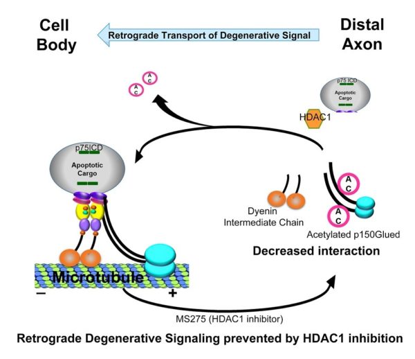 diagram showing retrograde degenerative signaling prevented by HDAC1 inhibition