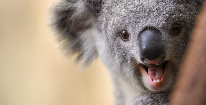 close-up of koala with mouth open, showing teeth