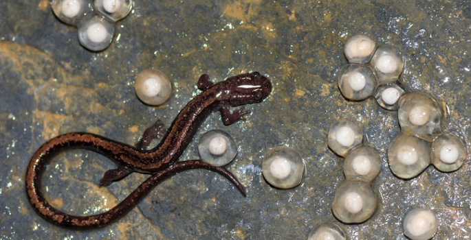 Vanderbilt University