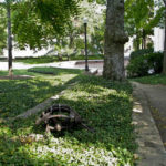 Map Turtle: Graptemys Geographica