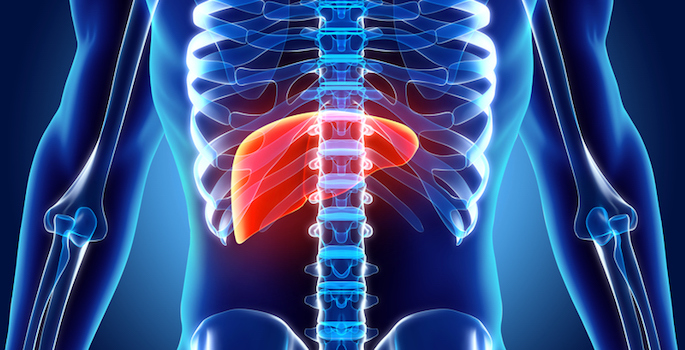 3D illustration of Liver - Part of Digestive System.