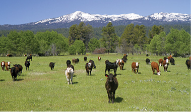 Vanderbilt University