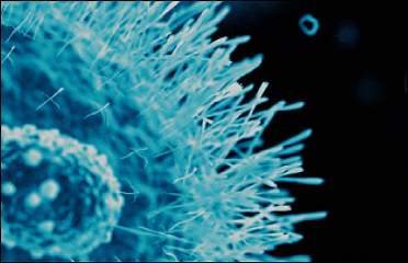 Vanderbilt University