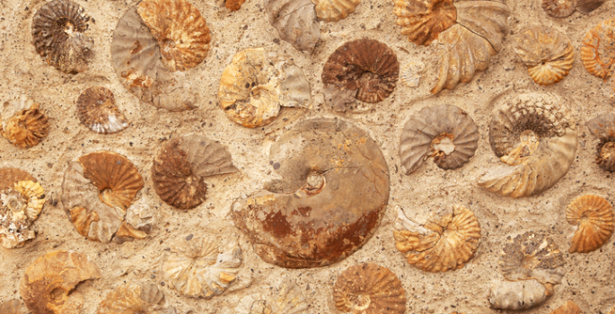 Ammonite Fossil
