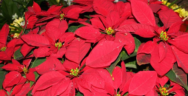 Vanderbilt University