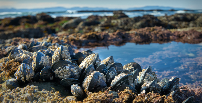 Vanderbilt University