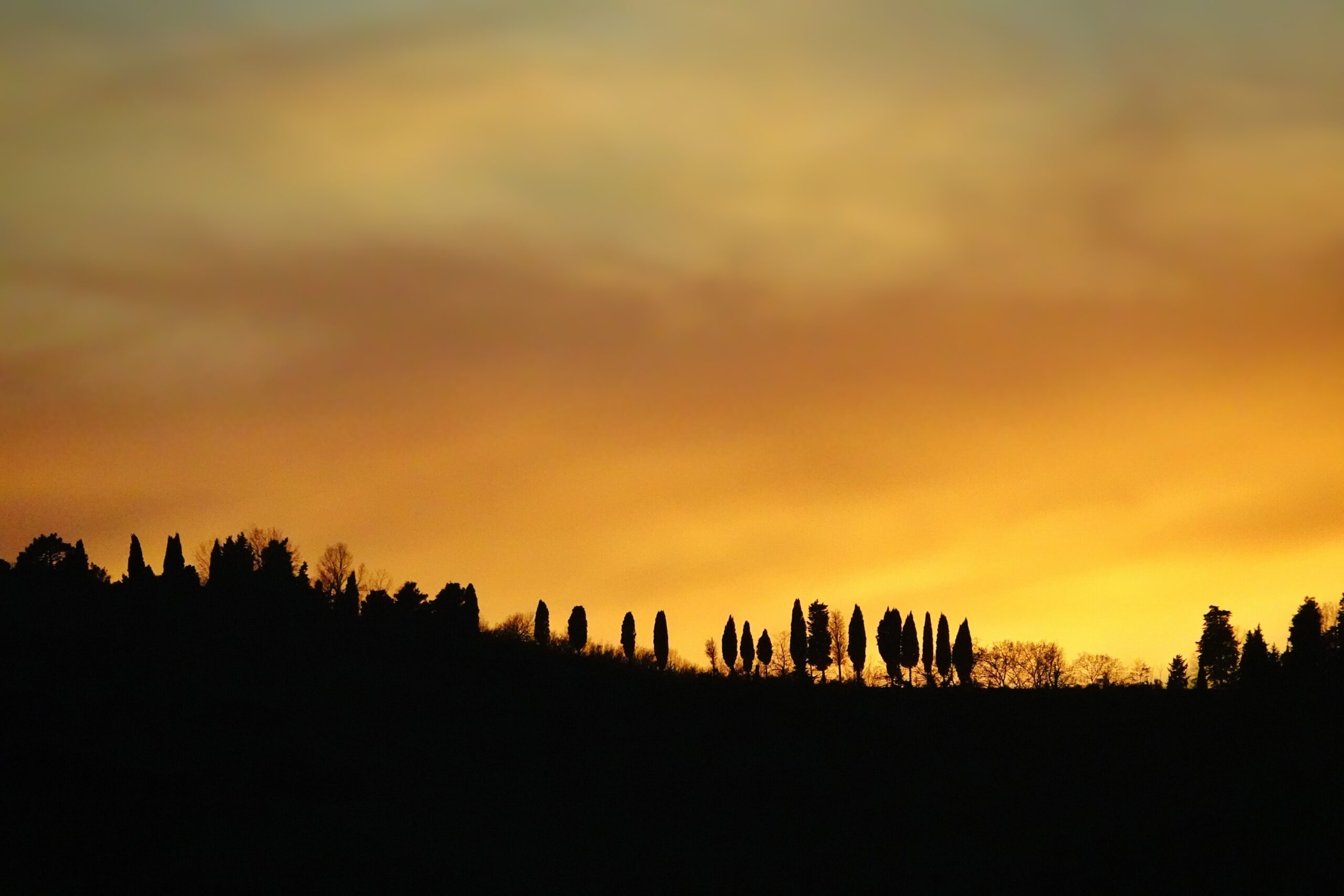 Ridge topped with trees silhouetted against an orange sky