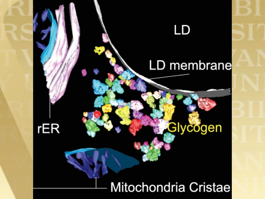 Three-dimensional electron tomography reconstruction of a mouse hepatocyte showing spatial relationships between organelles. A large spherical lipid droplet (yellow) is partially covered by clusters of small glycogen particles (purple) along its surface. Surrounding the lipid droplet are thin endoplasmic reticulum (ER) membranes (blue) and elongated mitochondria (red), illustrating close physical interactions among these structures. The image highlights a coordinated organelle network involved in energy storage and metabolism.