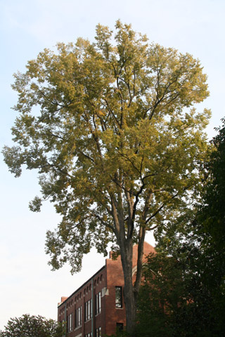 September elm