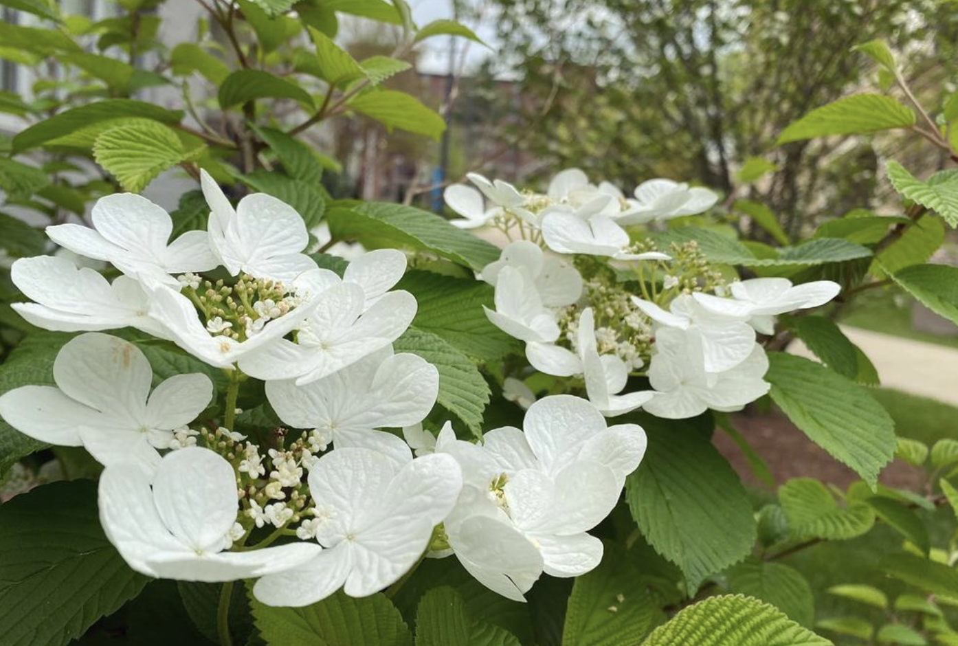 Doublefile (plicatum tomentosum)