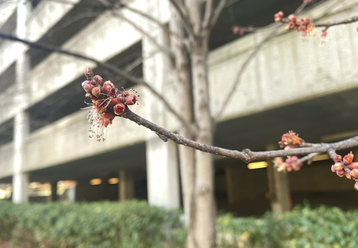 Red Maple Tree (acer rubrum)