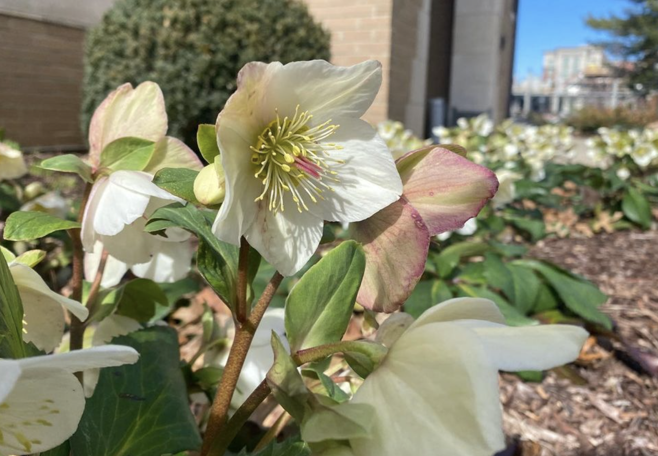 Lenten Rose (helleborus orientalis)