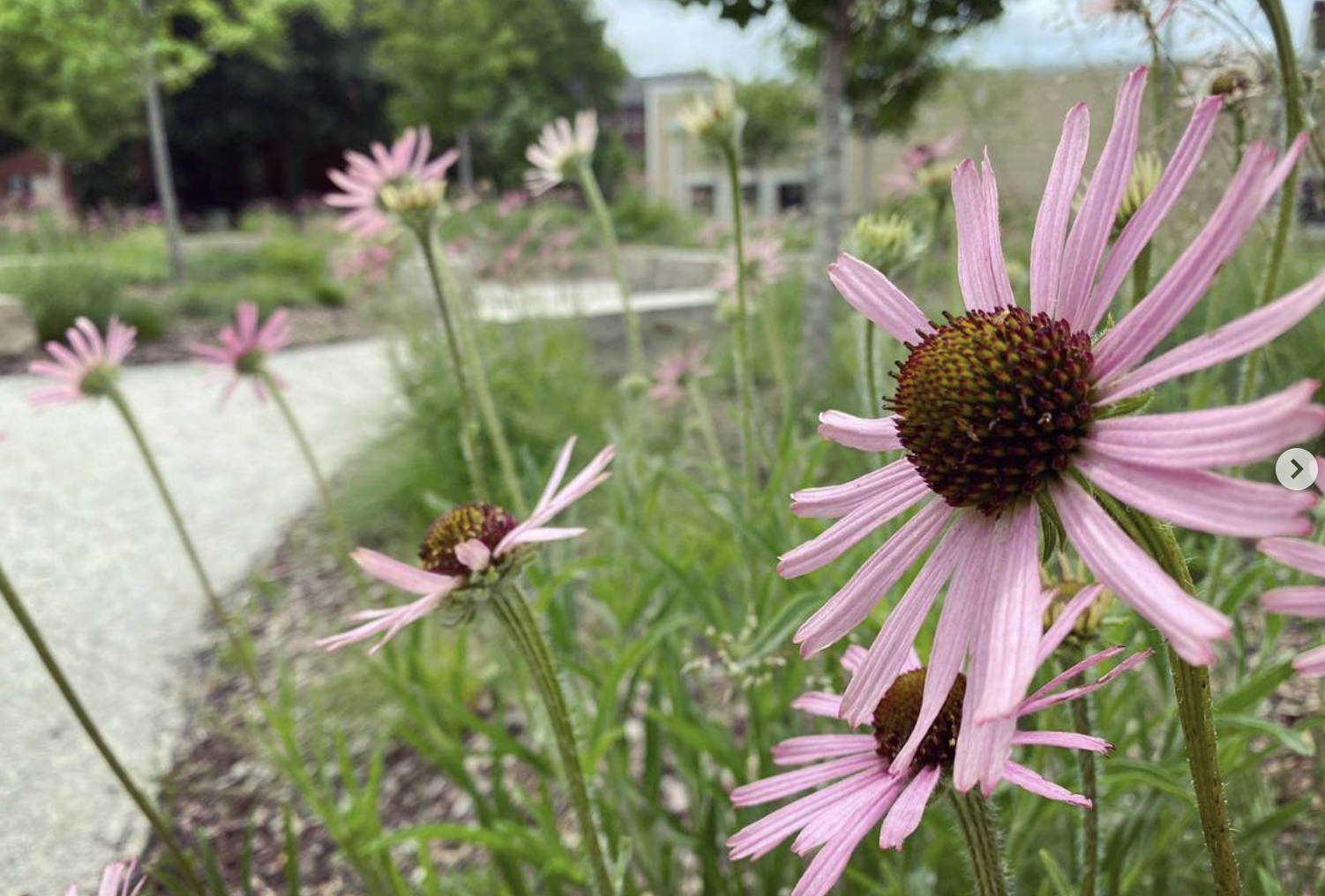 Tennessee coneflowers (echinacea tennesseensis)