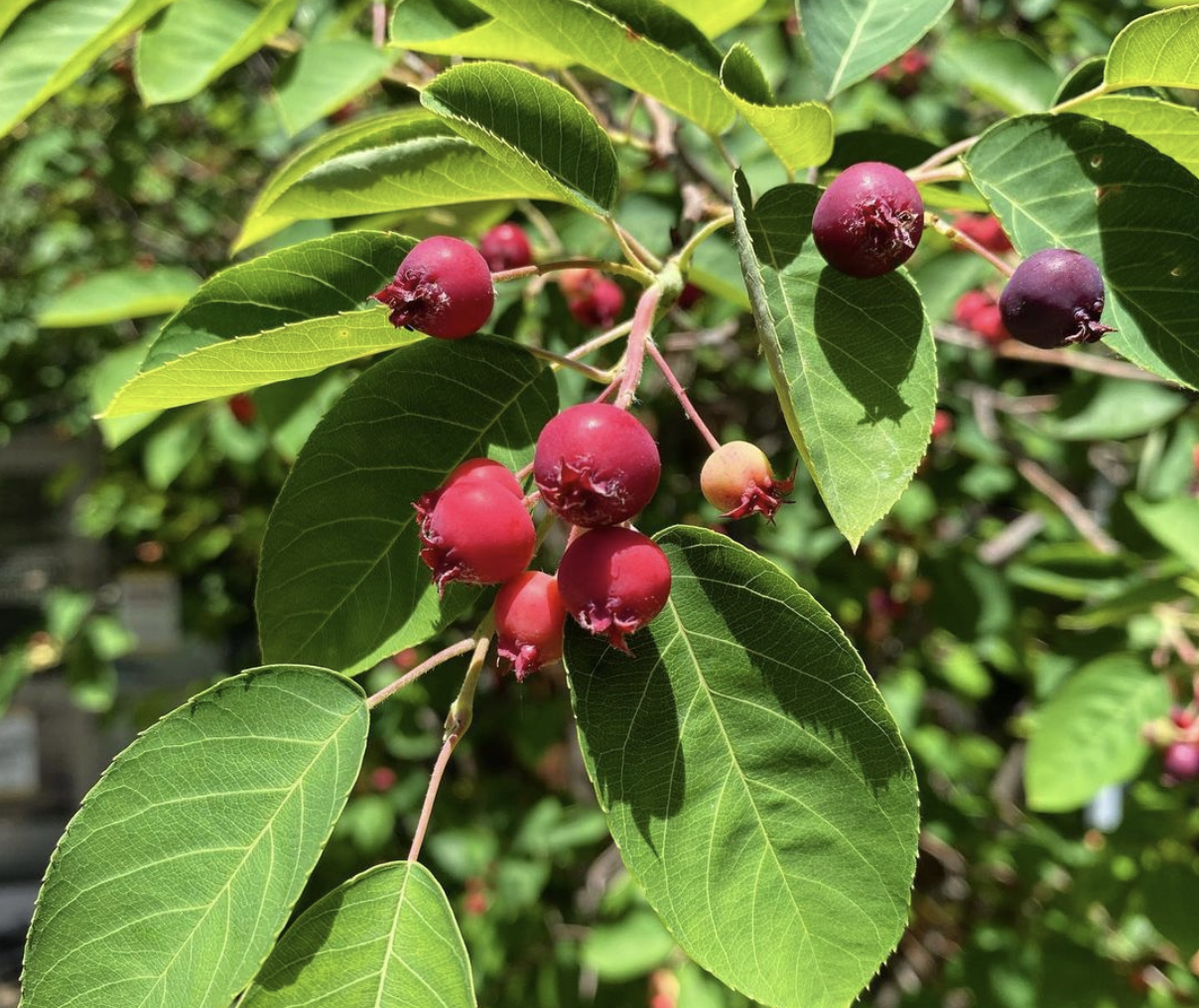 Shadbush (amelanchier)