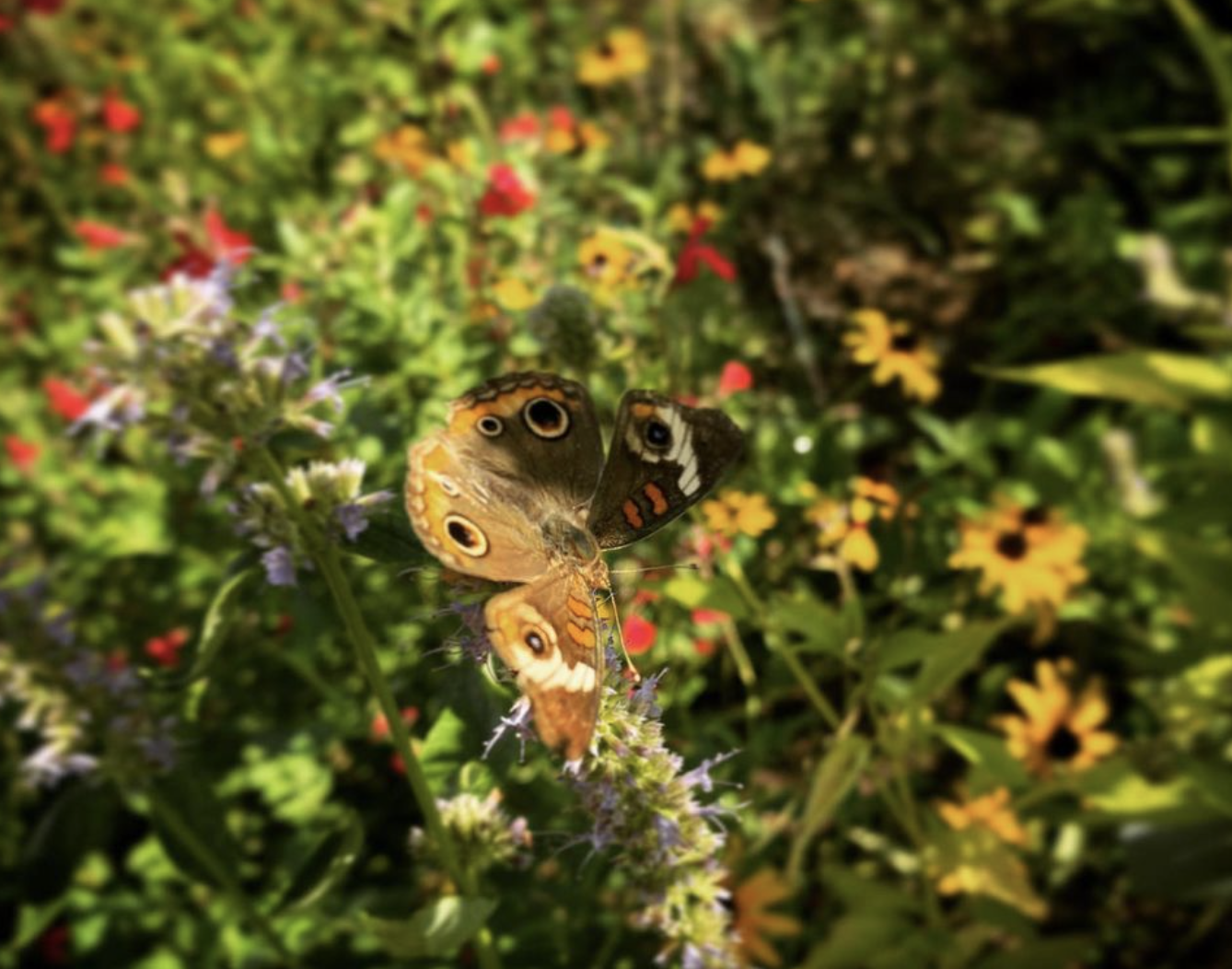 Giant hyssops (agastache)