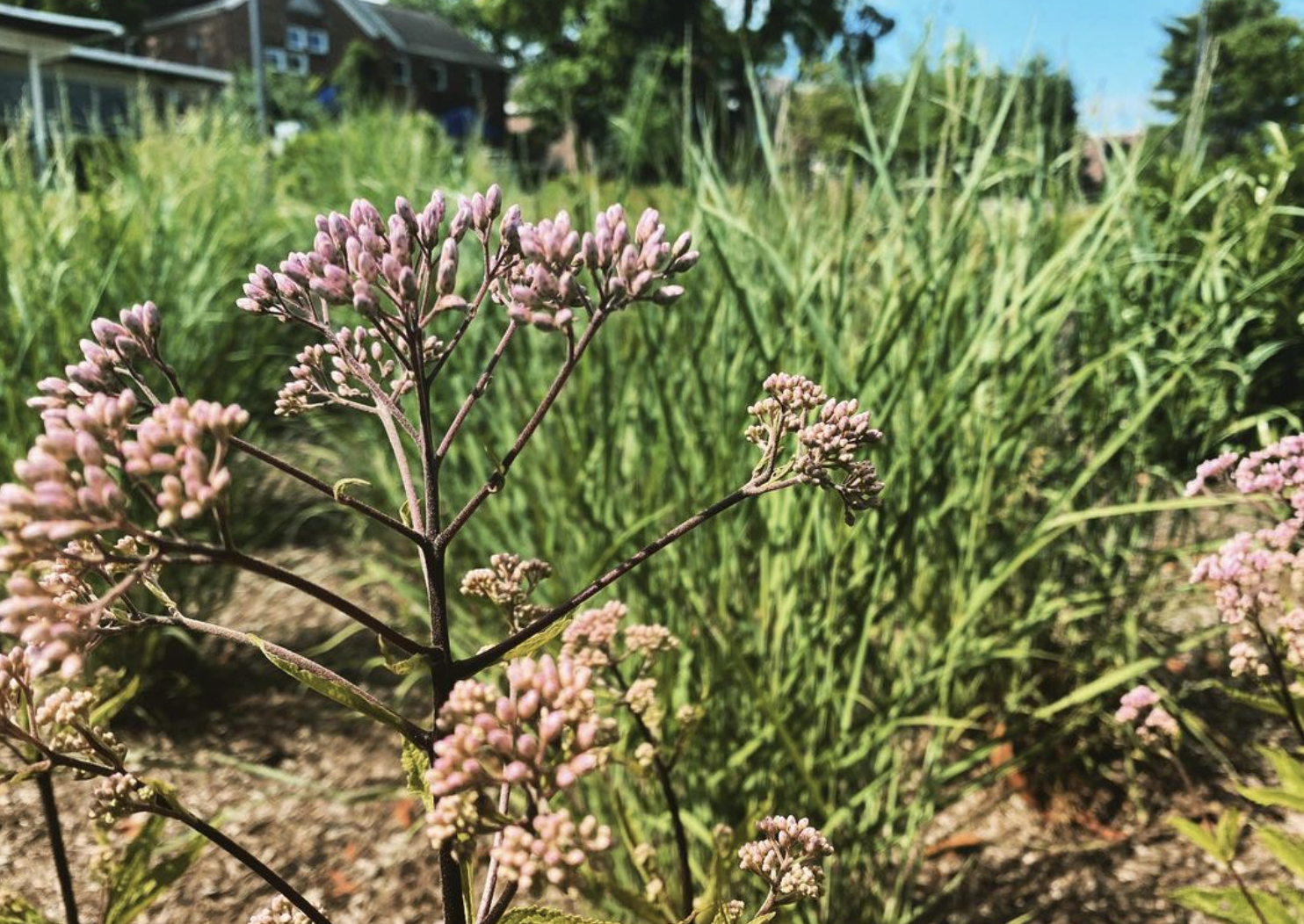 Little Joe (eupatorium dubium)